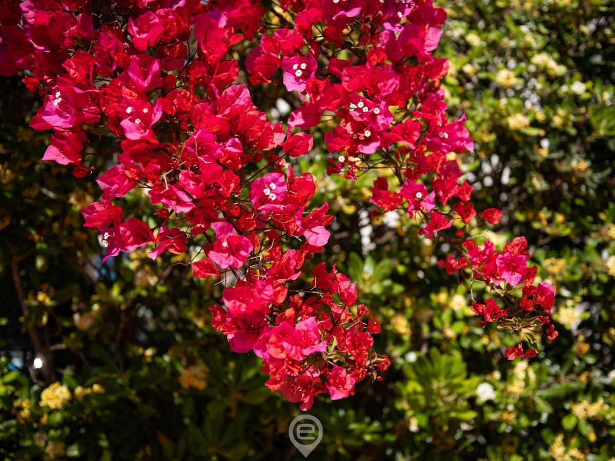 House Eleonora Villa Cala Sapone ภายนอก รูปภาพ